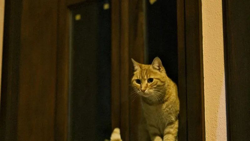 A cat on a windowsill watching the lit-up Doha skyline at night