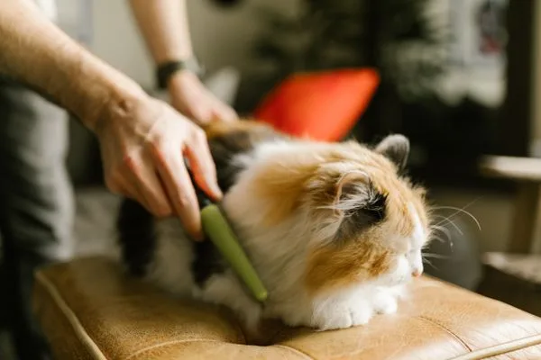 A fluffy white cat being gently brushed on a velvet cushion