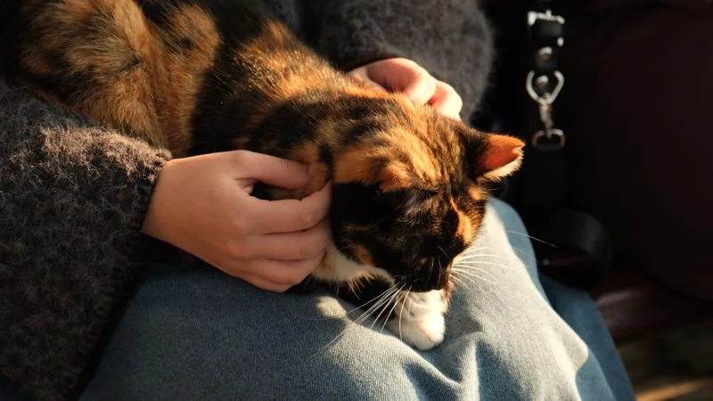 A cat sleeping peacefully in its owner's arms by the window at sunset
